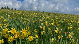 Vue des Alpes - Mont Racine 2022