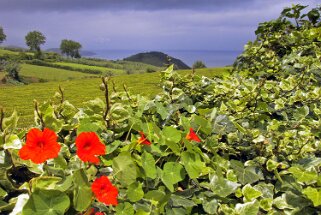 Gorreana - San Miguel Açores 2004