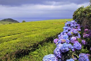 Gorreana - San Miguel Açores 2004