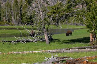 Yellowstone National Park - Wyoming Etats-Unis 2005