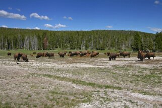 Yellowstone National Park - Wyoming Etats-Unis 2005