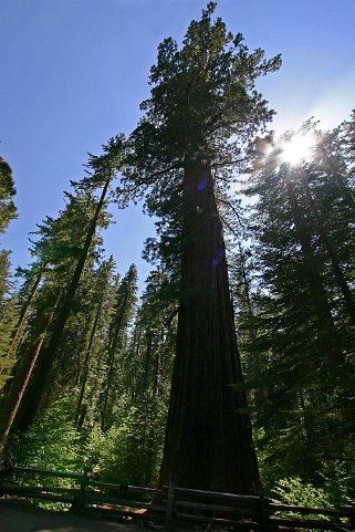 Sequoia - Yosemite National Park - Californie Etats-Unis 2005