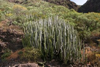 Barranco de Masca - Tenerife