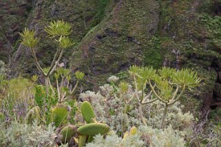 Las Montañas de Anaga - Tenerife Las Montañas de Anaga - Tenerife