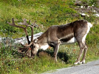 Renne - Sennalander Norvège 2006