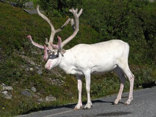 Renne - Sennalander Norvège 2006