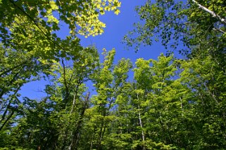 Parc National de la Mauricie - Québec Canada 2007