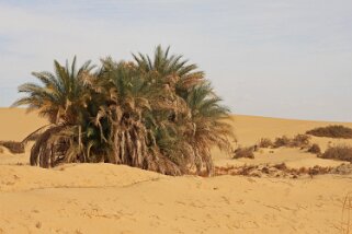 Vieux Désert Blanc Egypte 2008