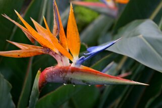 Fleur de Madère Fleur de Madère