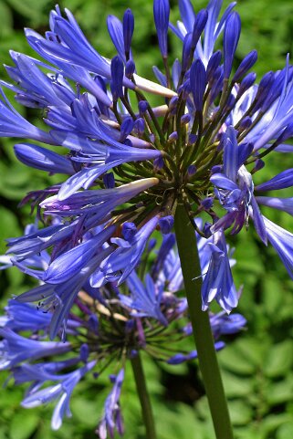 Fleur de Madère Madère 2008