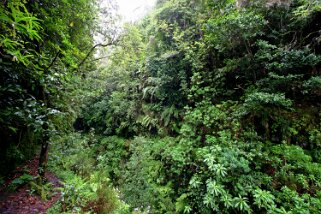 Levada Caldeirão Verde Madère 2008