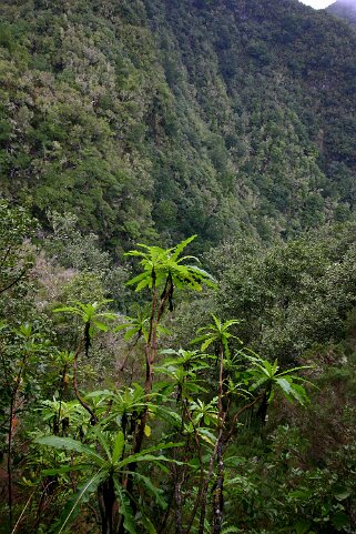 Levada Caldeirão Verde Madère 2008