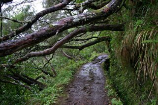 Levada Caldeirão Verde Madère 2008