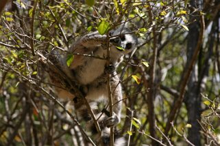 Lémurien - Parc National d'Isalo Madagascar 2008