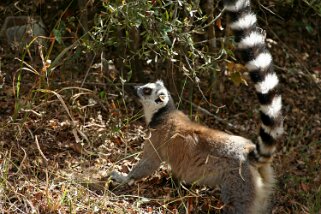 Lémurien - Parc National d'Isalo Madagascar 2008