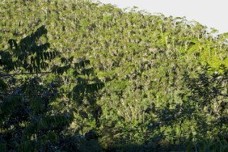 Forêt de Ronomafana - Ronomafana Forêt de Ranomafana - Ranomafana