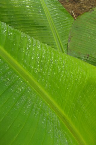 Feuilles de bananiers - Ronomafana Feuilles de bananiers - Ranomafana