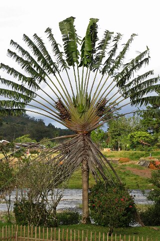 Arbre du voyageur - Ronomafana Arbre du voyageur - Ranomafana