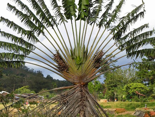 Parc National de Ranomafana Madagascar