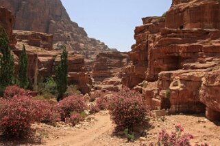 Petra Jordanie 2010