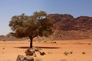 Wadi Rum Jordanie 2010