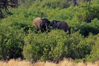 Eléphants du désert - Brandberg Nature Reserve Namibie 2010