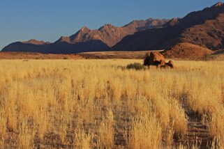 Brandberg Nature Reserve Namibie 2010