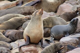 Otaries - Cape Cross Namibie 2010