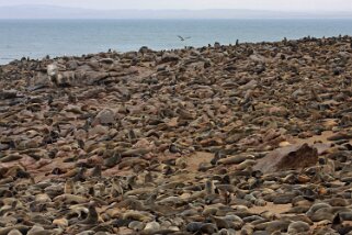 Otaries - Cape Cross Namibie 2010