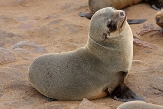 Otarie - Cape Cross Namibie 2010