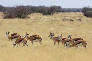 Springboks - Etosha National Park Namibie 2010