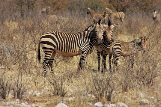 Zèbres - Etosha National Park Namibie 2010