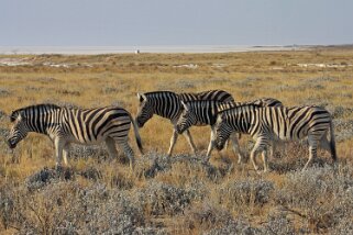 Zèbres - Etosha National Park Namibie 2010