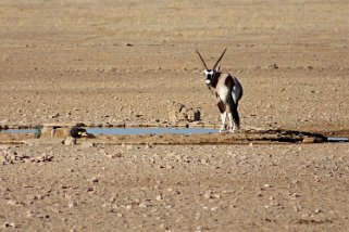 Oryx - Etosha National Park Namibie 2010