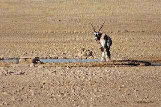 Oryx - Etosha National Park Namibie 2010