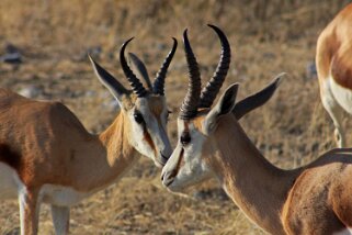 Springboks - Etosha National Park Namibie 2010