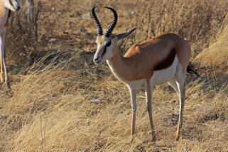 Springboks - Etosha National Park Namibie 2010