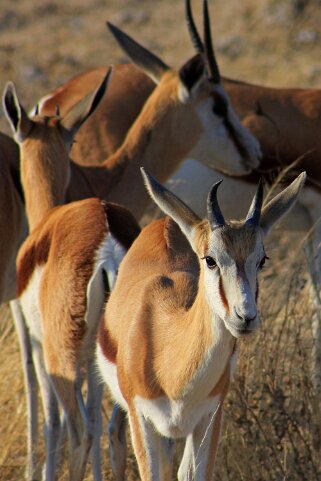 Springboks - Etosha National Park Namibie 2010