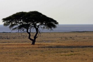 Etosha Pan - Etosha National Park Namibie 2010