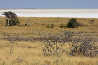 Etosha Pan - Etosha National Park Namibie 2010