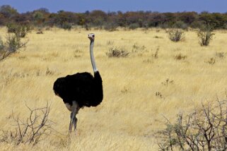 Autruche - Etosha National Park Namibie 2010