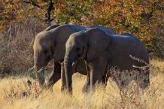 2010 Etosha National Park