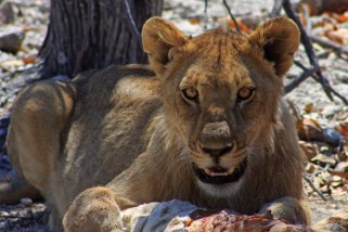 Lionceau - Etosha National Park Namibie 2010