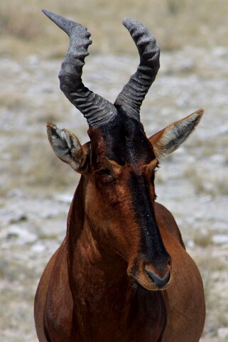 Bubales - Etosha National Park Namibie 2010