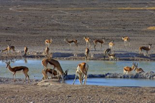 Springboks - Etosha National Park Namibie 2010