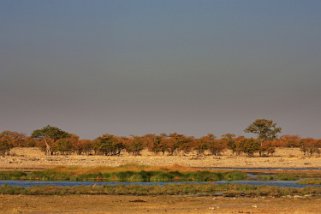 Etosha National Park Namibie 2010