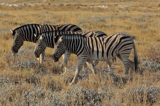 Zèbres - Etosha National Park Namibie 2010