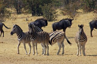 Zèbres et Gnous - Etosha National Park Namibie 2010