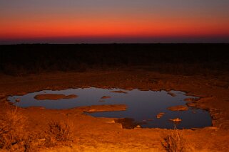 Etosha National Park Namibie 2010