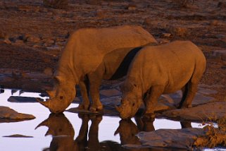 Rhinocéros - Etosha National Park Namibie 2010